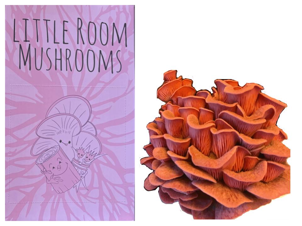 Pink Oyster Mushroom Kit